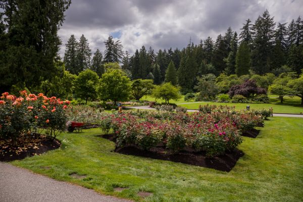 Flower Garden Landscaping in Arvada