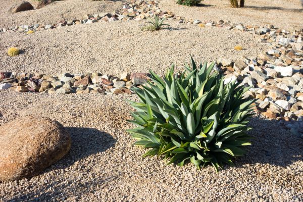 Xeriscaping Service in Arvada