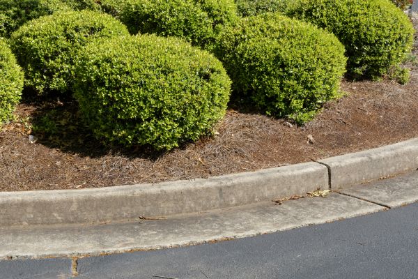 Pine Mulch Installation in Arvada