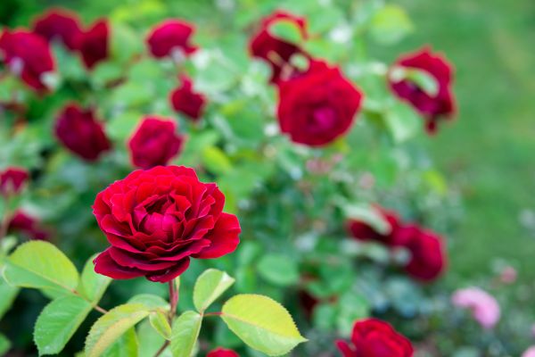 Rose Planting in Arvada