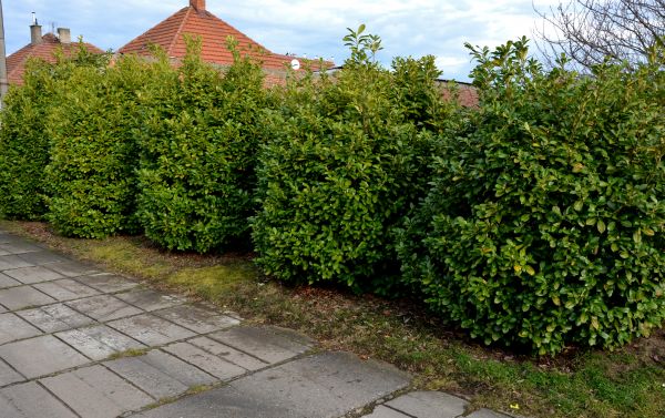 Privacy Shrub Installation in Arvada