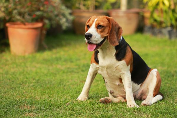 Dog Friendly Landscaping in Arvada