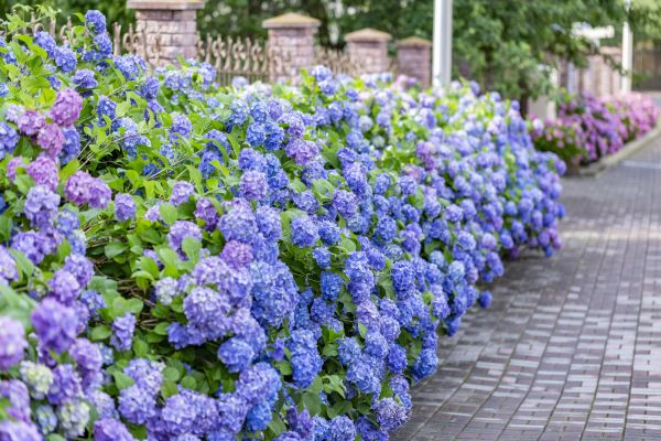Hydrangea Landscaping in Arvada
