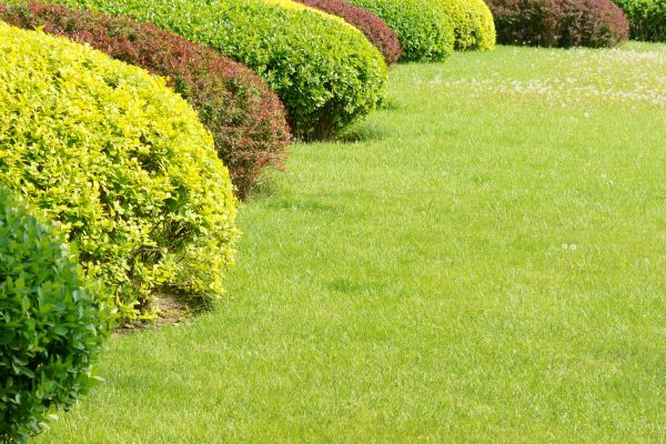 Shrubbery Planting in Arvada
