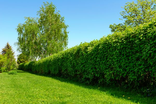 Hedge Replacement in Arvada