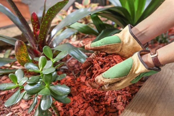 Cedar Mulch Installation in Arvada