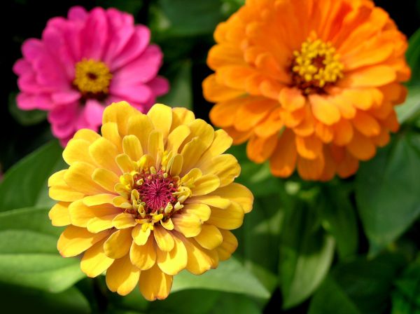 Zinnia Planting in Arvada