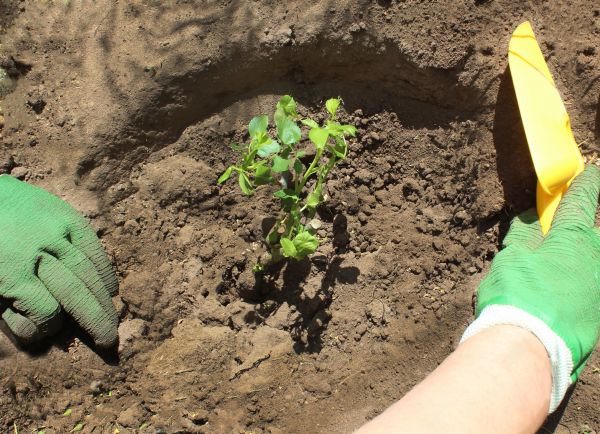 Rose Bush Planting in Arvada