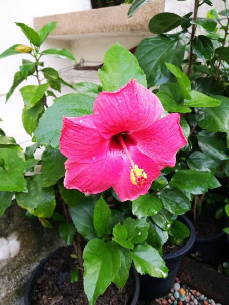 Hibiscus Planting in Arvada