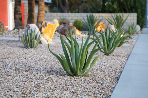 Drought Resistant Landscaping in Arvada