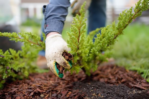 Church Mulching in Arvada