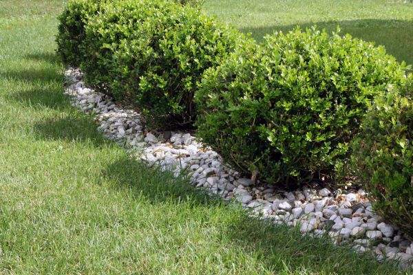 Boxwood Planting in Arvada
