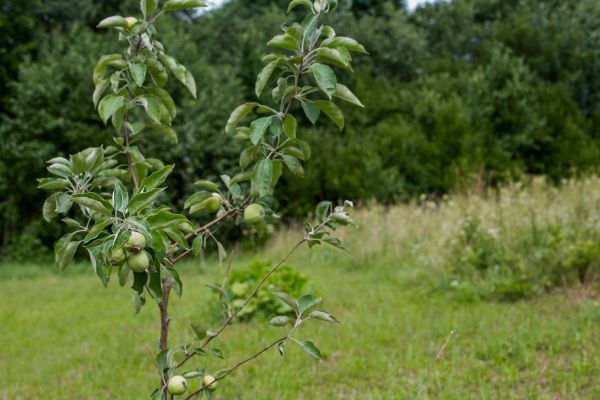 Apple Tree Planting in Arvada