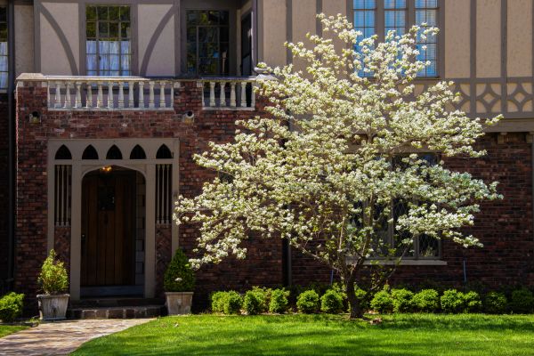 Dogwood Tree Planting in Arvada